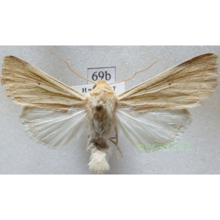 Mythimna vitellina (Hübner, 1808) Hungaria69b